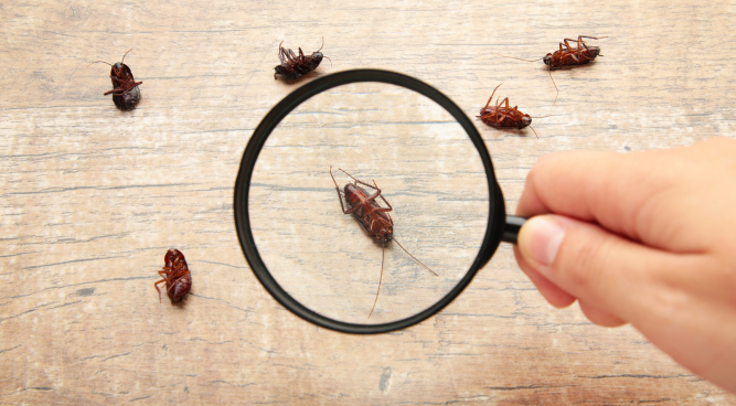 The Impact of Pest Infestations on Businesses